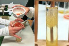 Foto zum Artikel:  Von der Tomate zur Tomaten-DNA im Reagenzglas im…