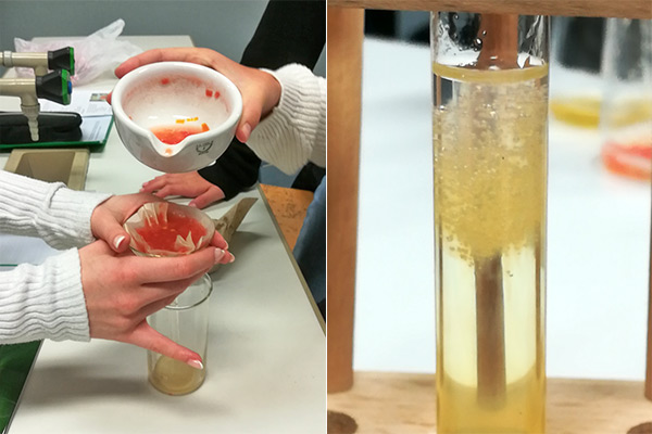 Foto: Von der Tomate zur Tomaten-DNA im Reagenzglas im Biologie-Versuch.